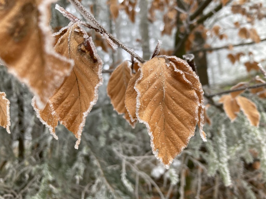 Buchenblatt mit Eiskristallen
