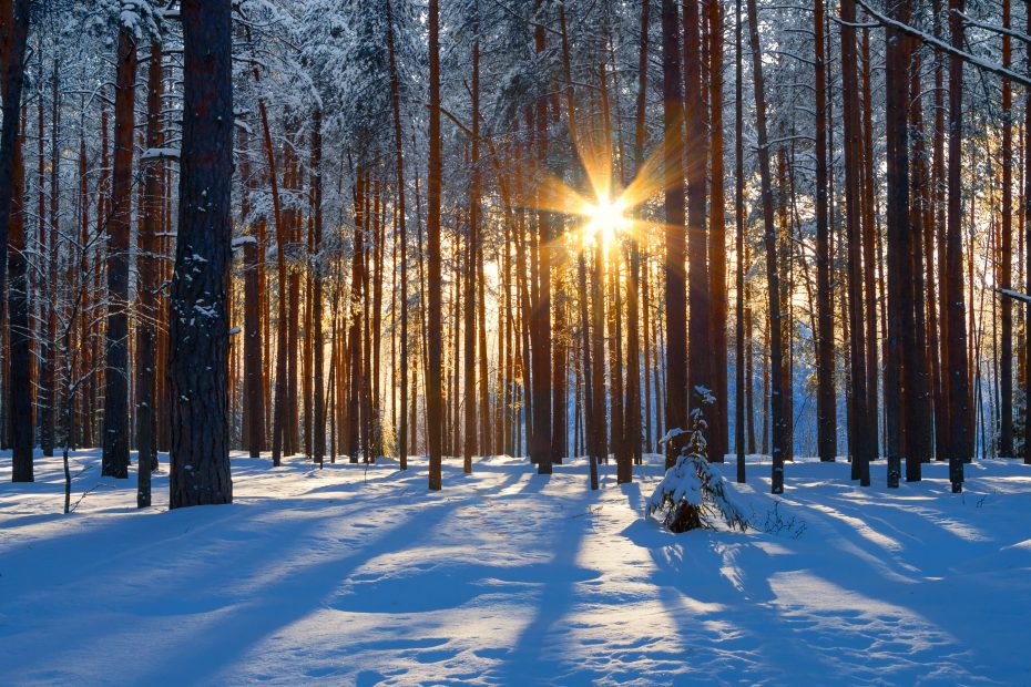 Winterwald