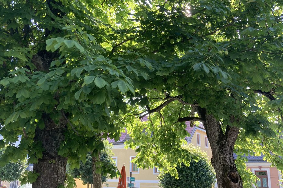 Gastgarten Bühnenwirtshaus Juster