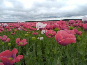 Mohnblüte Feld, wolkenhimmel