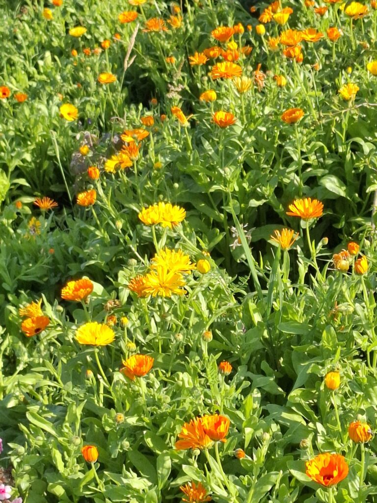 wiese, blumen, ringelblume